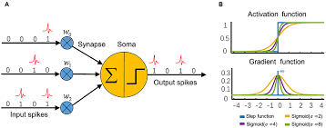 deep learning in spiking neural networks